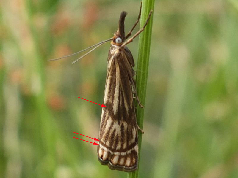 Crambidae - Chrysocrambus sardiniellus